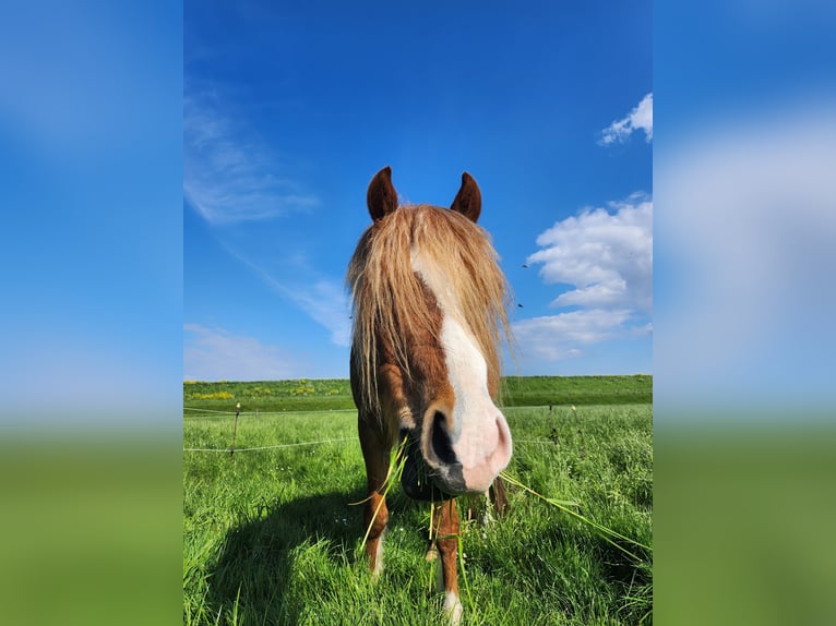 Welsh B Gelding 4 years 12,1 hh Chestnut-Red in Andijk