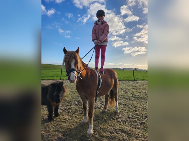 Welsh B Gelding 4 years 12,1 hh Chestnut-Red in Andijk