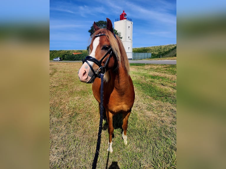 Welsh B Gelding 4 years 12,1 hh Chestnut-Red in Andijk