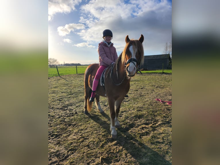 Welsh B Gelding 4 years 12,1 hh Chestnut-Red in Andijk