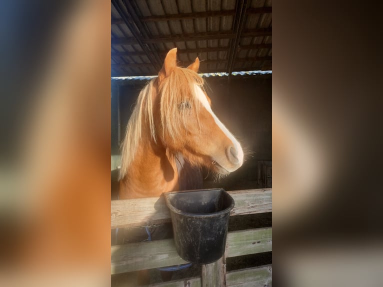 Welsh B Gelding 4 years 12,1 hh Chestnut-Red in Andijk