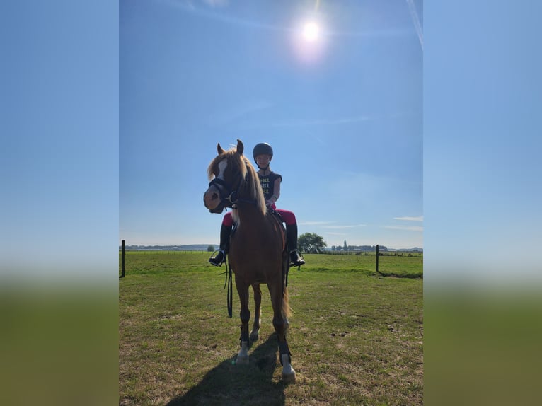 Welsh B Gelding 4 years 12,1 hh Chestnut-Red in Andijk