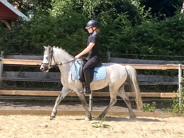 Welsh B Gelding 4 years 12.1 hh  in Berge