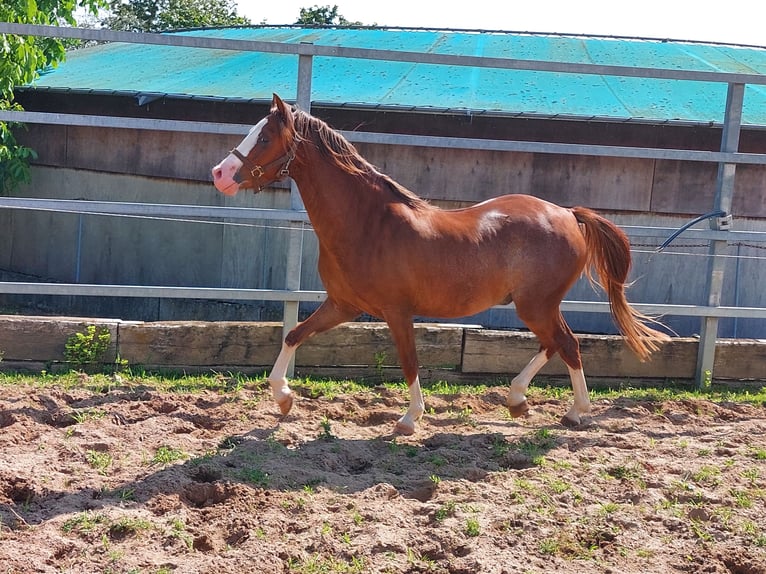 Welsh B Gelding 4 years 12.2 hh Chestnut-Red in Landolfshausen OT Mackenrode