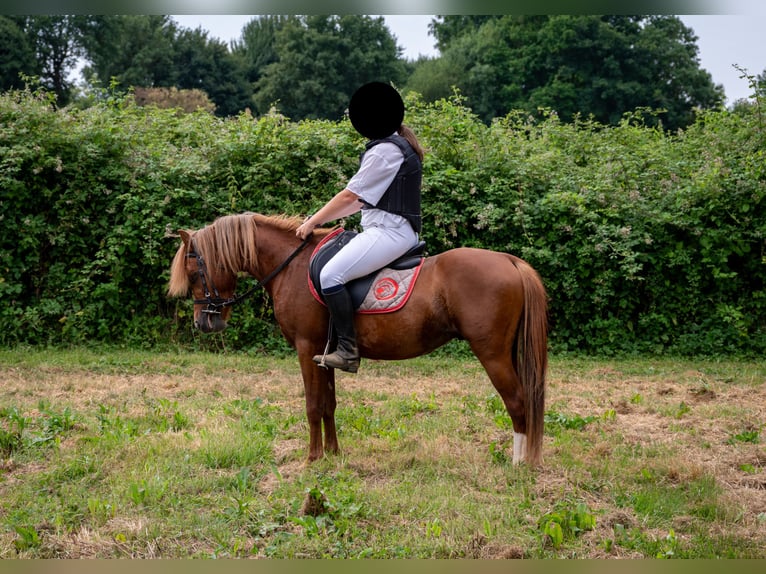 Welsh B Gelding 4 years 12.2 hh Chestnut-Red in Grez-Neuville