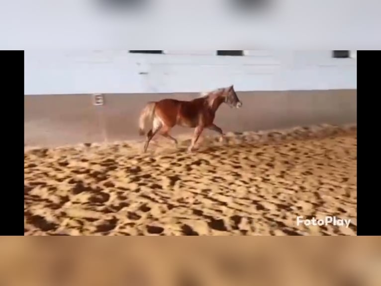 Welsh B Gelding 4 years 12.2 hh Chestnut-Red in Niederzier