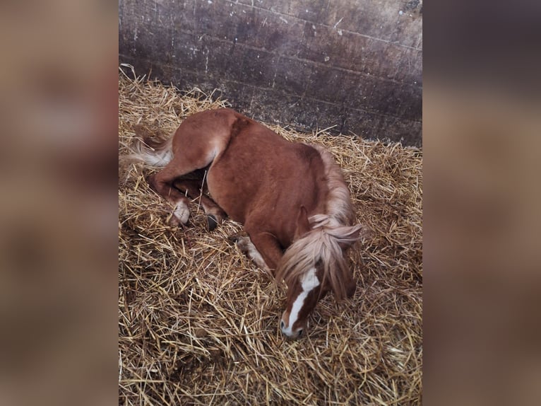Welsh B Gelding 4 years 12.2 hh Chestnut-Red in Niederzier