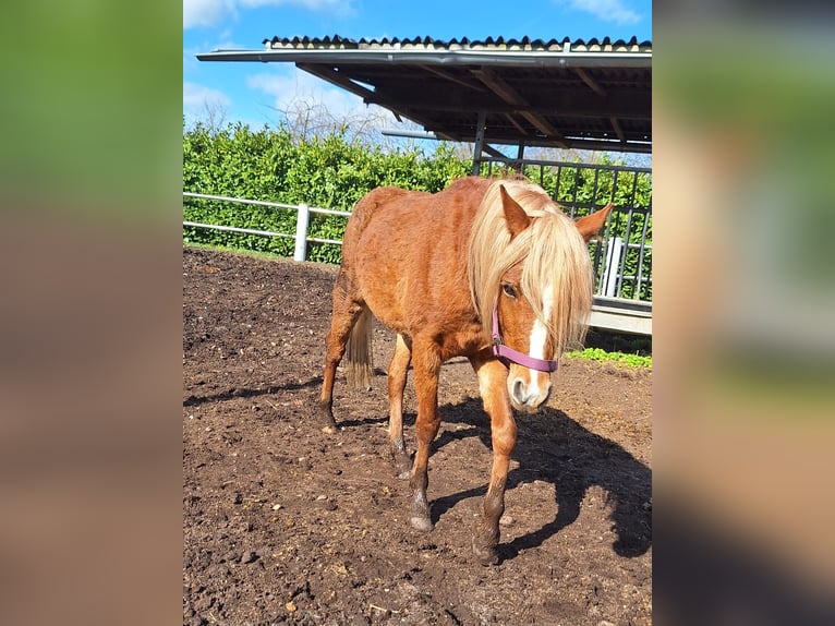 Welsh B Gelding 4 years 12.2 hh Chestnut-Red in Niederzier