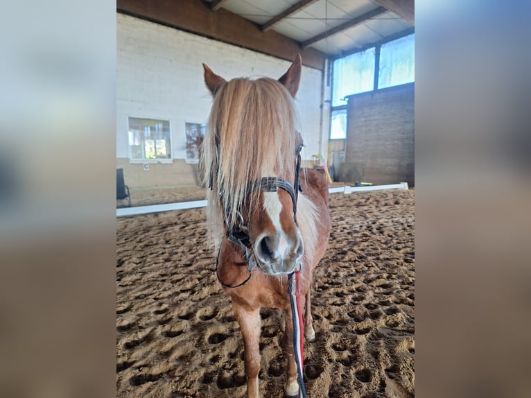 Welsh B Gelding 4 years 12.2 hh Chestnut-Red in Niederzier