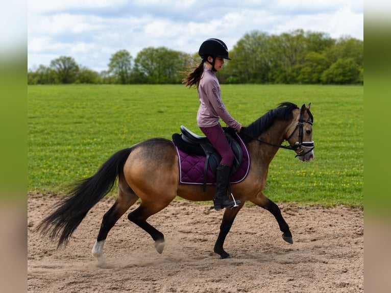 Welsh B Gelding 4 years 12.3 hh Buckskin in Putten