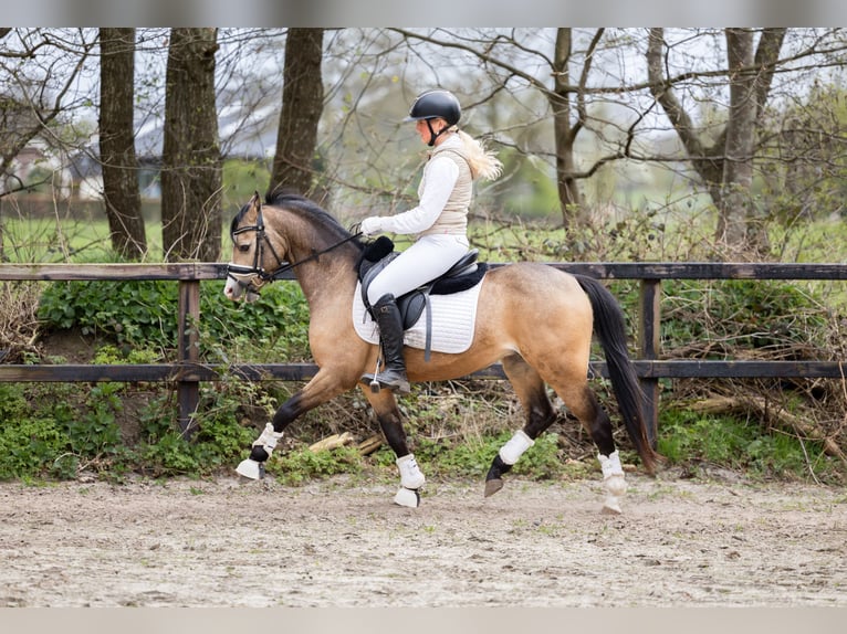 Welsh B Gelding 4 years 12.3 hh Buckskin in Putten