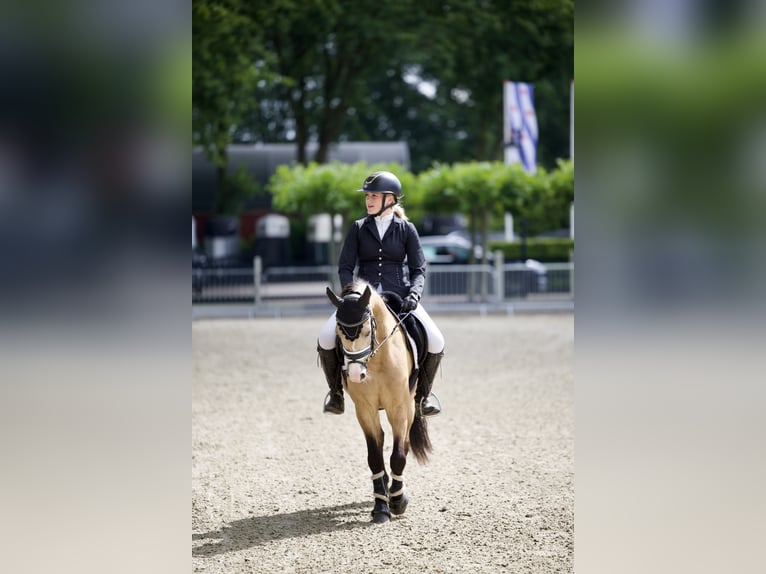 Welsh B Gelding 4 years 12.3 hh Buckskin in Putten