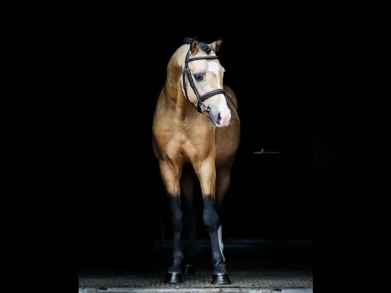 Welsh B Gelding 4 years 12.3 hh Buckskin in Asten