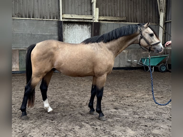 Welsh B Gelding 4 years 12.3 hh Buckskin in Asten