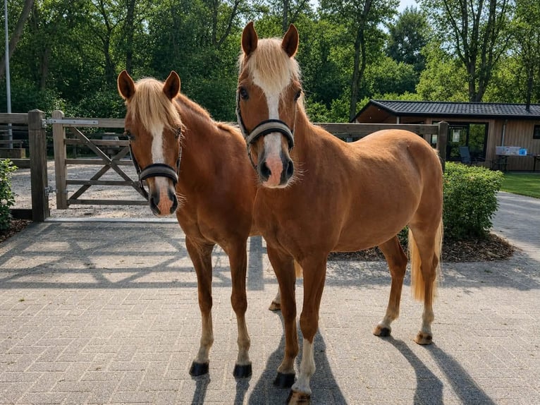 Welsh B Gelding 4 years 12.3 hh Chestnut-Red in Meppen