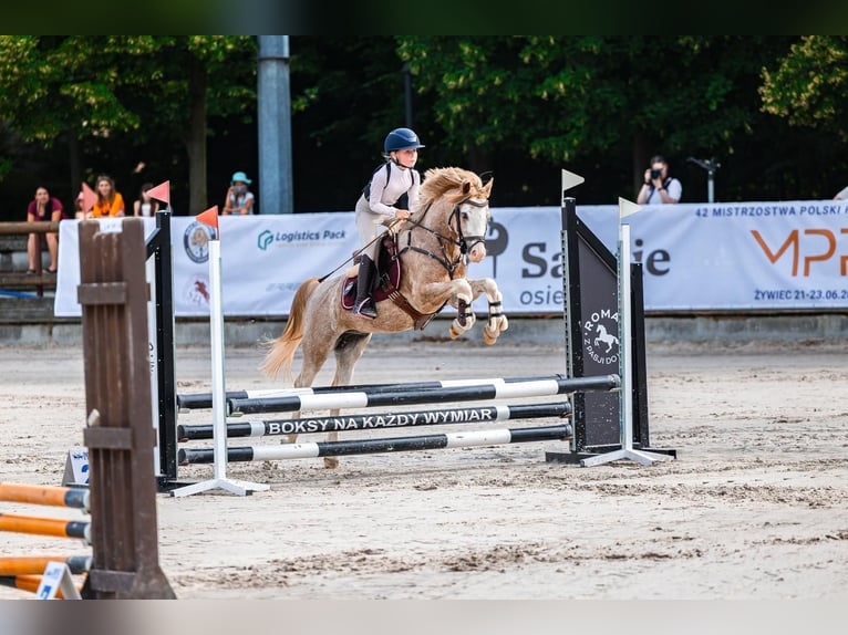 Welsh B Gelding 4 years 12,3 hh Sabino in Nova Baňa