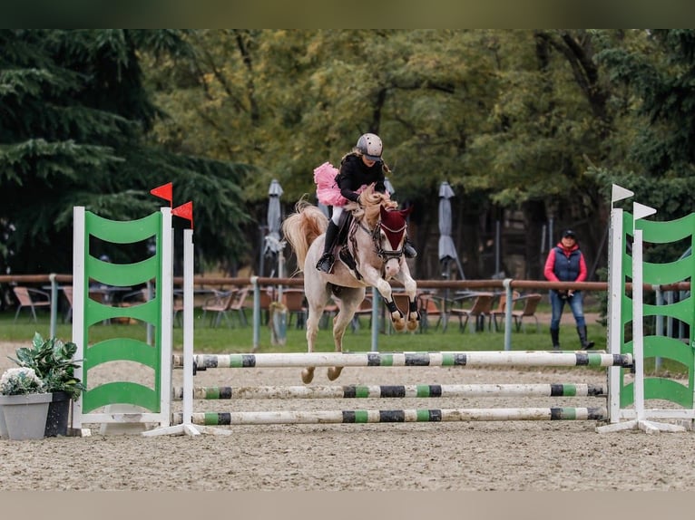 Welsh B Gelding 4 years 12,3 hh Sabino in Nova Baňa