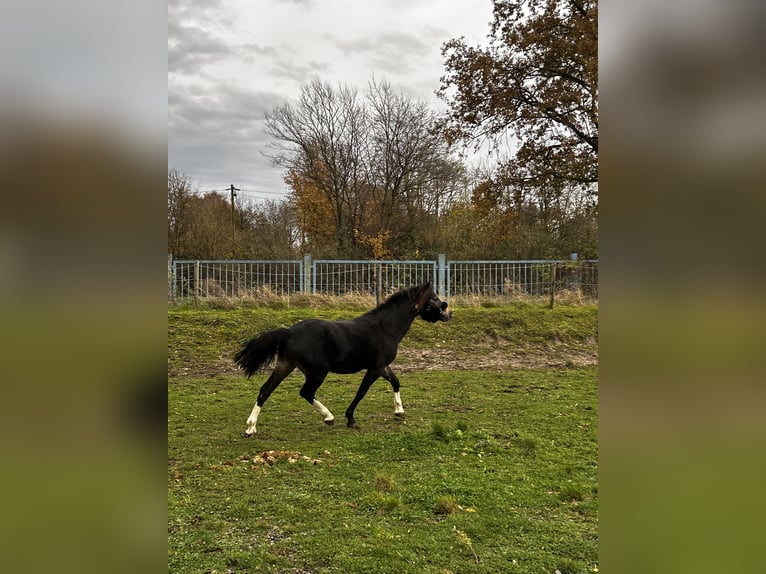 Welsh B Gelding 4 years 12 hh in Niederzier