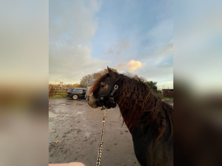 Welsh B Gelding 4 years 12 hh in Niederzier