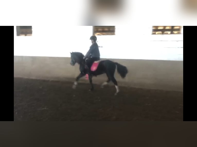 Welsh B Gelding 4 years 12 hh in Niederzier