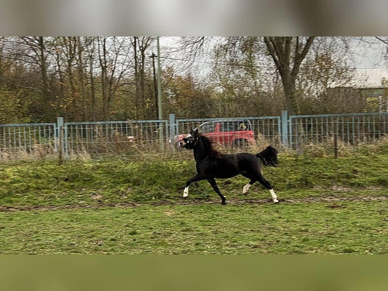 Welsh B Gelding 4 years 12 hh in Niederzier