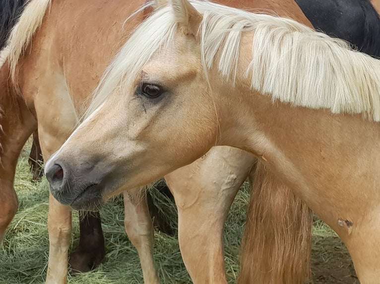 Welsh B Gelding 4 years 12,1 hh Palomino in Niederzier
