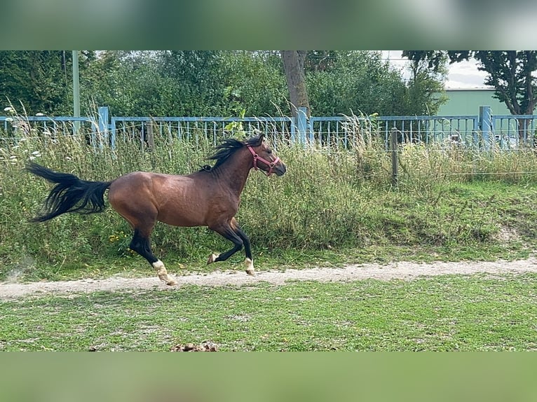 Welsh B Gelding 4 years 12,2 hh Brown in Niederzier Welsh B Gelding 4 years 12,2 hh Brown in Niederzier