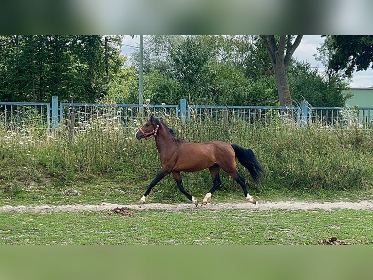 Welsh B Gelding 4 years 12,2 hh Brown in Niederzier Welsh B Gelding 4 years 12,2 hh Brown in Niederzier