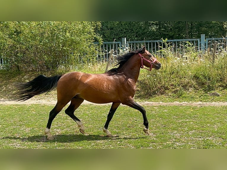 Welsh B Gelding 4 years 12,2 hh Brown in Niederzier Welsh B Gelding 4 years 12,2 hh Brown in Niederzier