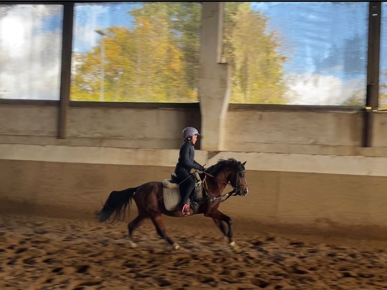 Welsh B Gelding 4 years 12,2 hh Brown in Niederzier Welsh B Gelding 4 years 12,2 hh Brown in Niederzier