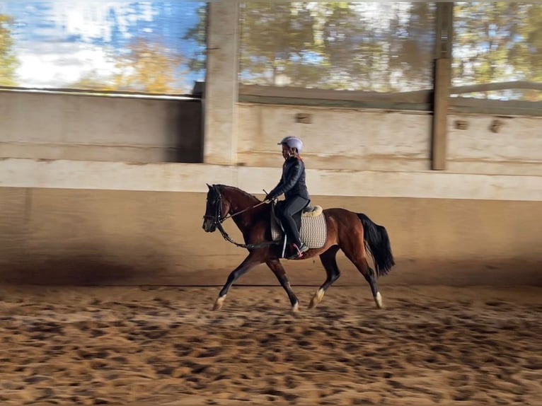 Welsh B Gelding 4 years 12,2 hh Brown in Niederzier Welsh B Gelding 4 years 12,2 hh Brown in Niederzier