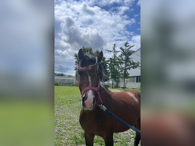 Welsh B Gelding 4 years 12,2 hh Brown in Niederzier Welsh B Gelding 4 years 12,2 hh Brown in Niederzier