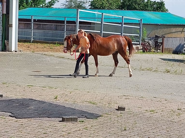 Welsh B Gelding 4 years 12,2 hh Chestnut-Red in Landolfshausen OT Mackenrode