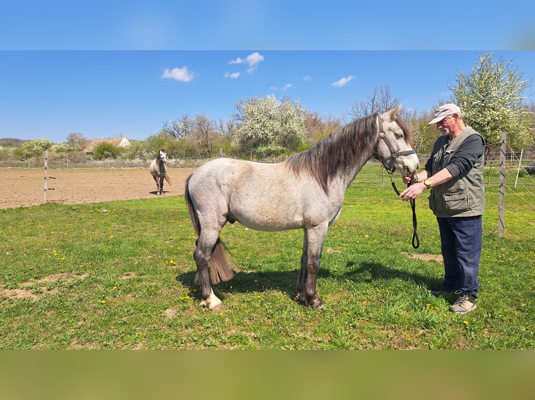Welsh B Gelding 4 years 12,2 hh Gray in Balatonudvari