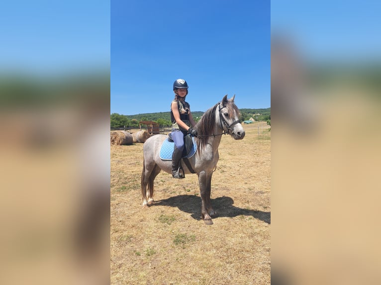 Welsh B Gelding 4 years 12,2 hh Gray in Balatonudvari