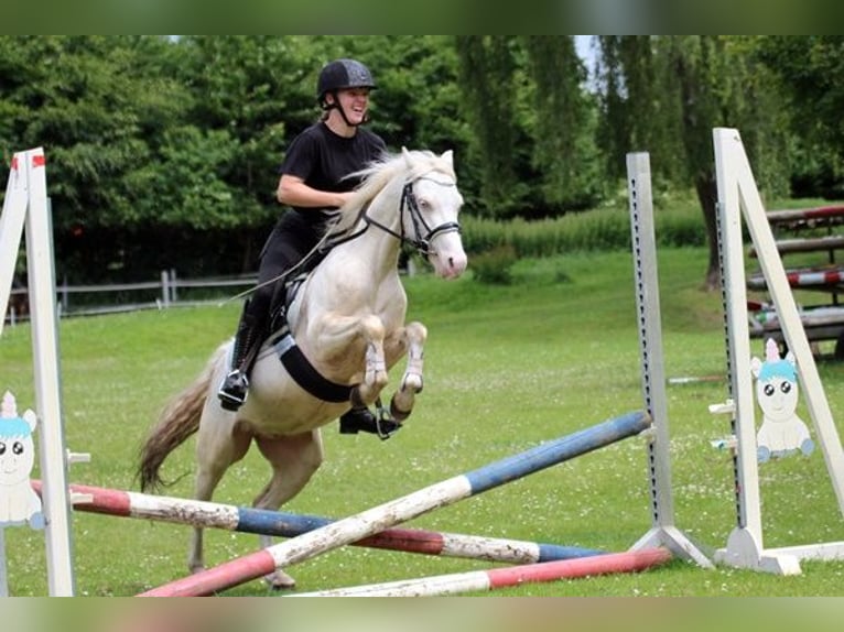 Welsh B Gelding 4 years 12,3 hh Cremello in Neum&#xFC;nster
