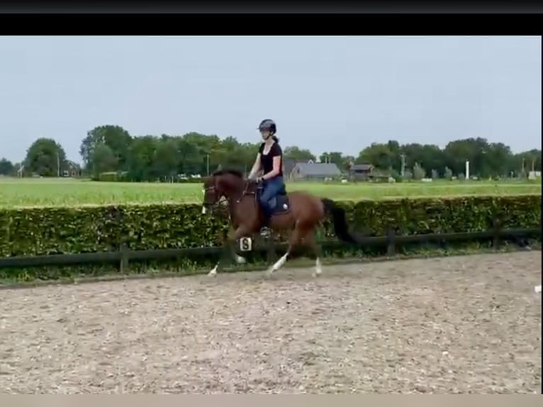 Welsh B Gelding 4 years 13,1 hh Bay-Dark in Kerkenveld