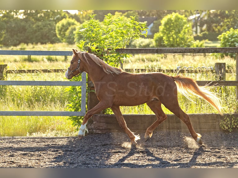 Welsh B Gelding 4 years 13,1 hh Chestnut-Red in Meerbusch