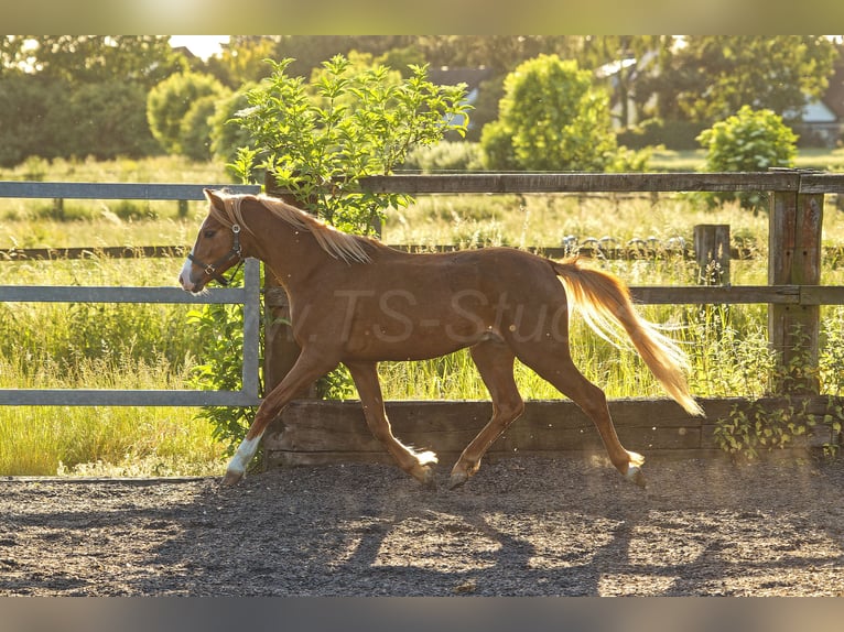 Welsh B Gelding 4 years 13,1 hh Chestnut-Red in Meerbusch