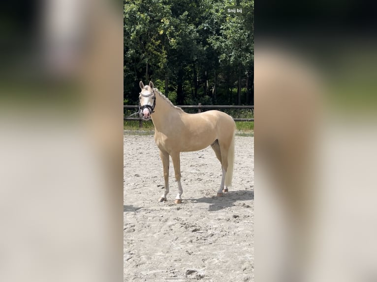 Welsh B Gelding 4 years 13,1 hh Palomino in Grolloo