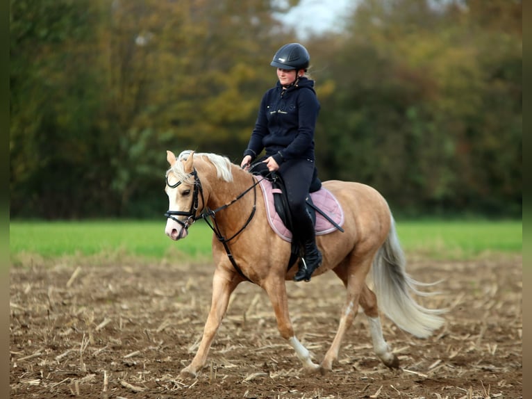 Welsh B Gelding 4 years 13.1 hh Palomino in Wildeshausen