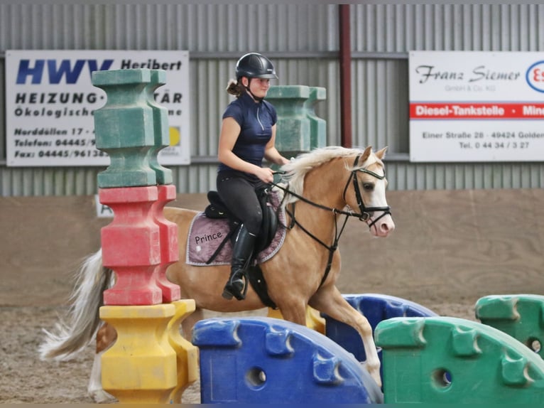 Welsh B Gelding 4 years 13.1 hh Palomino in Wildeshausen