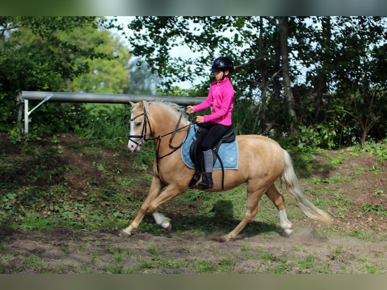 Welsh B Gelding 4 years 13.1 hh Palomino in Wildeshausen