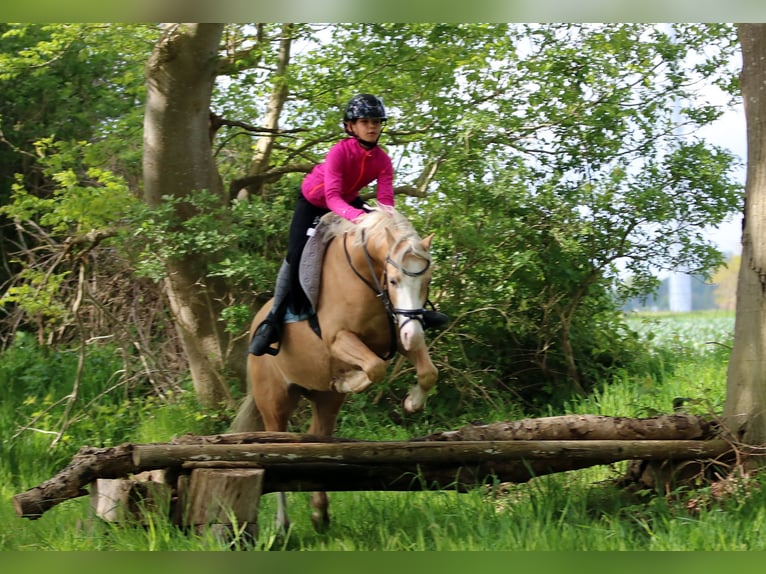 Welsh B Gelding 4 years 13.1 hh Palomino in Wildeshausen