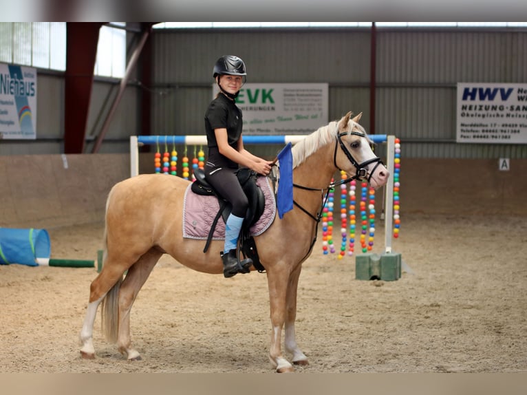 Welsh B Gelding 4 years 13.1 hh Palomino in Wildeshausen