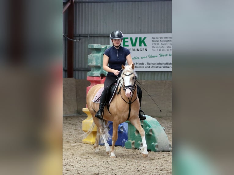 Welsh B Gelding 4 years 13.1 hh Palomino in Wildeshausen