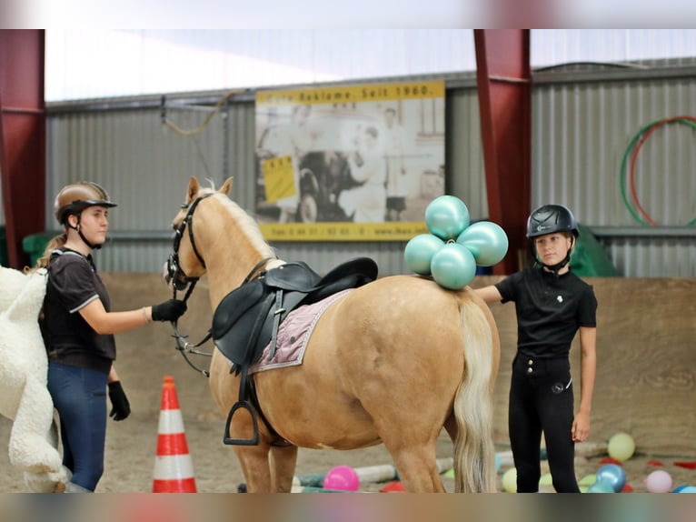 Welsh B Gelding 4 years 13.1 hh Palomino in Wildeshausen