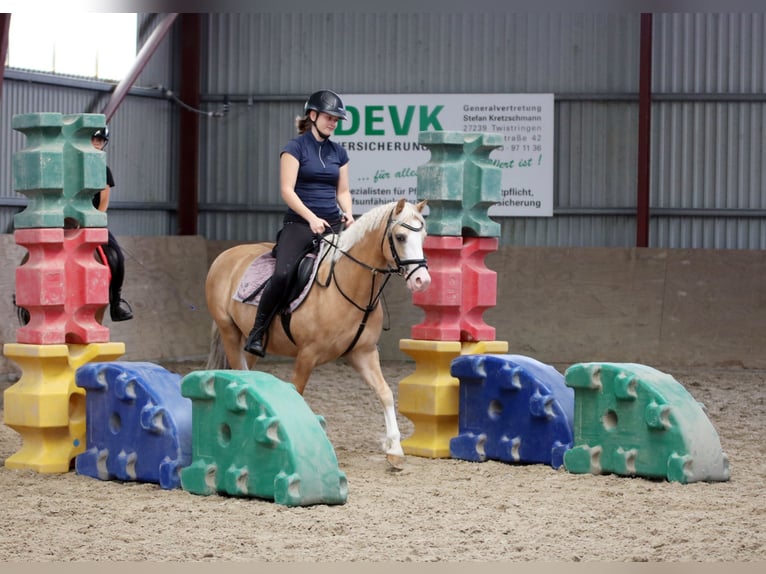 Welsh B Gelding 4 years 13.1 hh Palomino in Wildeshausen
