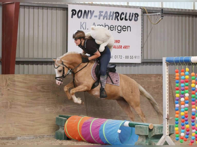 Welsh B Gelding 4 years 13.1 hh Palomino in Wildeshausen