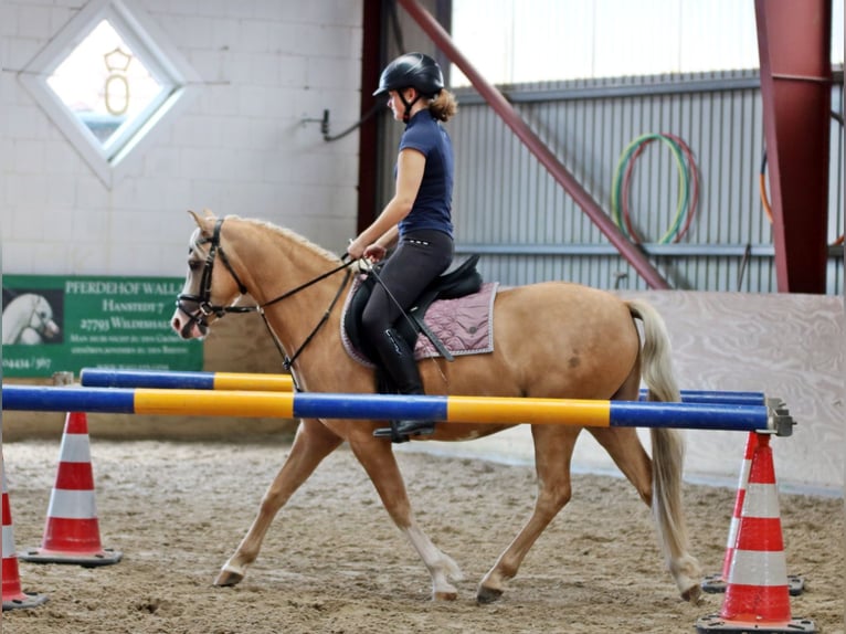 Welsh B Gelding 4 years 13.1 hh Palomino in Wildeshausen
